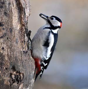 Great Spotted Woodpecker with sunflower seeds